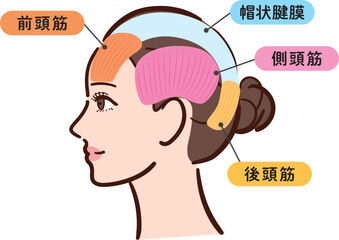 若い女性の横顔　頭部の筋肉の図解イラスト（名称とライン付き・カラフル）