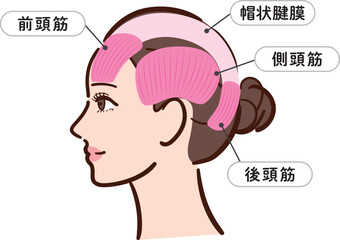 若い女性の横顔　頭部の筋肉の図解イラスト（名称とライン付き）