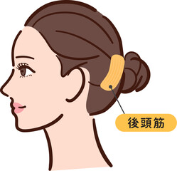 若い女性の横顔　後頭筋の図解イラスト（名称とライン付き・カラフル）