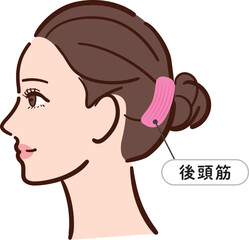 若い女性の横顔　後頭筋の図解イラスト（名称とライン付き）