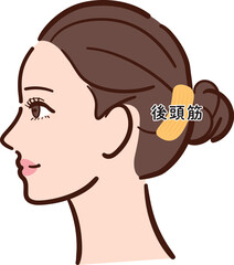 若い女性の横顔　後頭筋の図解イラスト（名称あり・カラフル）