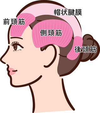 若い女性の横顔　頭部の筋肉の図解イラスト（名称あり）