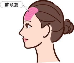若い女性の横顔　前頭筋の図解イラスト（名称とライン付き）