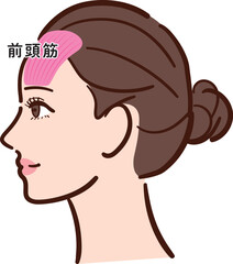 若い女性の横顔　前頭筋の図解イラスト（名称あり）