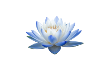 A pristine, serene white and blue gradient lotus flower in full bloom, floating on calm water with a crisp reflection against a featureless white background, concept of zen and purity