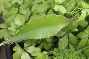 Hylocereus Undatus kaktus © Perovskia