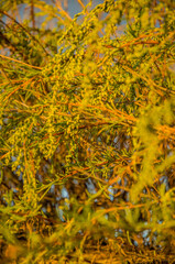 Vibrant Yellow-Green Foliage Illuminated by Warm Golden Hour Light