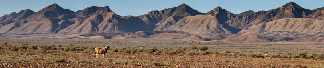 Lone sheep at Flinders Ranges
