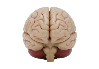 Human brain model isolated on transparent background, anatomical representation of the central nervous system for medical education