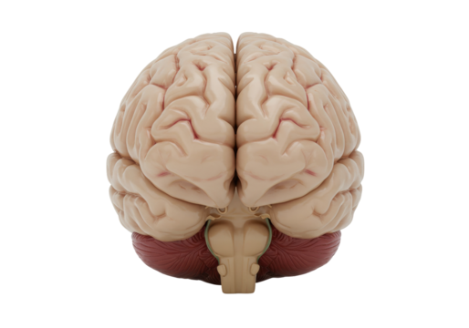 Human brain model isolated on transparent background, anatomical representation of the central nervous system for medical education