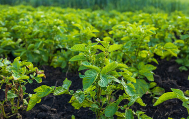 Obraz premium Green potato plants thrive in a field, showing robust growth and readiness for harvesting during the sunny season