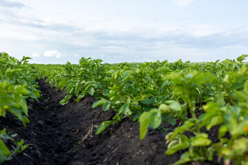 Rows of healthy potato plants flourish in a vibrant green field under a clear sky, ready for harvesting