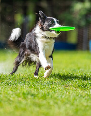 A dog runs and catches a Frisbee