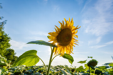 A bright sunflower stands tall against a clear blue sky, surrounded by green leaves and a field of blooming flowers, showcasing nature's beauty