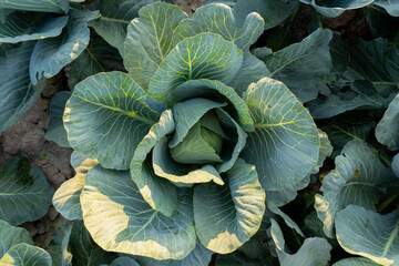 Obraz premium Vibrant green cabbage thrives in a field, demonstrating healthy growth and cultivation practices for a successful vegetable harvest
