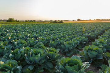 Rows of vibrant green cabbages thrive in a spacious field, illuminated by the soft glow of the...