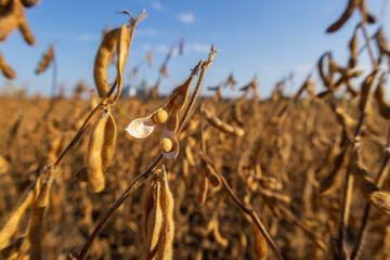 Soybean plants stand tall in a sunlit field, showcasing yellowed pods ready for harvest. Clear skies provide a beautiful backdrop