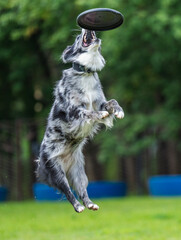 A dog runs and catches a Frisbee