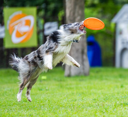 A dog runs and catches a Frisbee © kotopalych