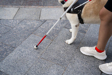 Assistance dog helping blind person with white cane walking on urban street, symbol of accessibility, inclusion and support for visually impaired individuals in city