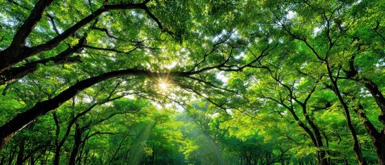 Naklejka premium Lush green forest canopy with sunlight filte through dense leaves and vibrant foliage creating a peaceful natural scene