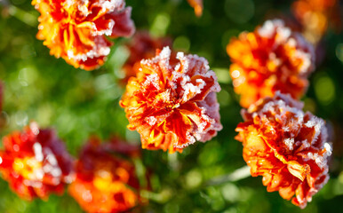 A bunch of orange flowers with frost on them