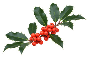 Isolated sprig of bright red holly berries with sharp green leaves on an even background