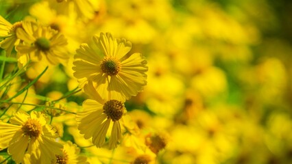 元気な黄色の花畑の背景 