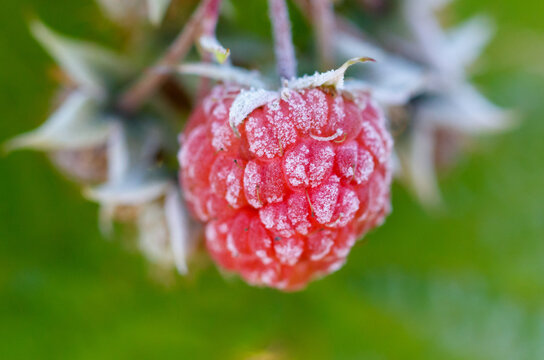 A red raspberry with white frosting on it