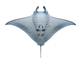 Isolated Manta Ray with Unique Markings, Underside View, Marine Life, Oceanic Predator Fish