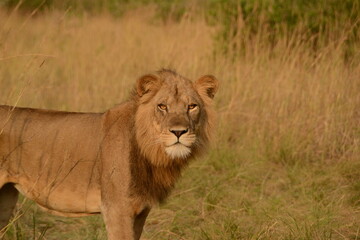 Lion in the wild during a Safari in Uganda