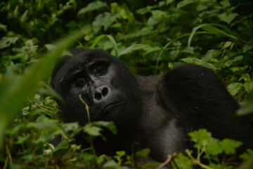 Gorilla in the forest - Uganda