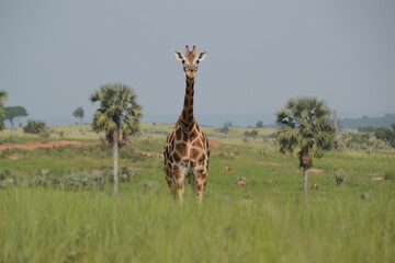 Giraffe in the Savanna - Uganda