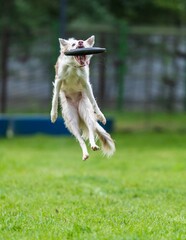 A dog runs and catches a Frisbee