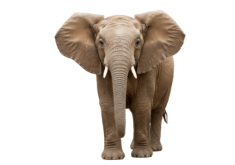 Isolated African elephant, portrait, walking forward, trunk down, tusks, ears spread wide