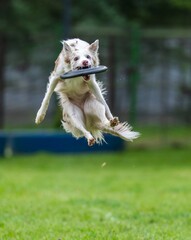 A dog runs and catches a Frisbee