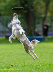 A dog runs and catches a Frisbee