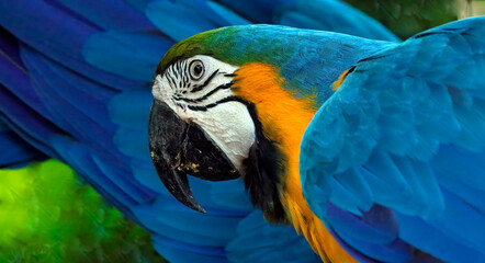 blue and yellow macaw © Raphael
