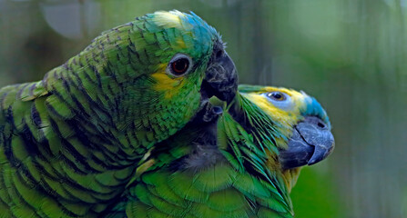  Blue-fronted Amazons