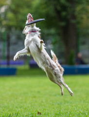 A dog runs and catches a Frisbee