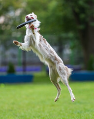 A dog runs and catches a Frisbee