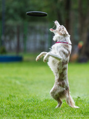 A dog runs and catches a Frisbee