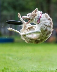 A dog runs and catches a Frisbee