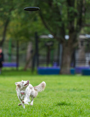 A dog runs and catches a Frisbee