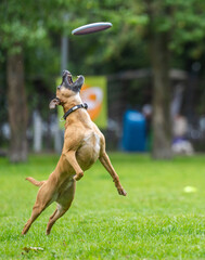 A dog runs and catches a Frisbee