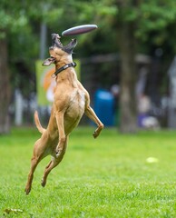 A dog runs and catches a Frisbee