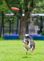A dog runs and catches a Frisbee