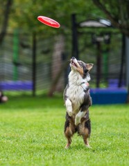A dog runs and catches a Frisbee