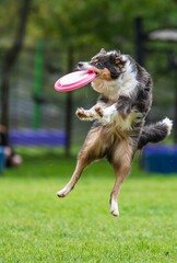 A dog runs and catches a Frisbee