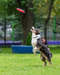 A dog runs and catches a Frisbee